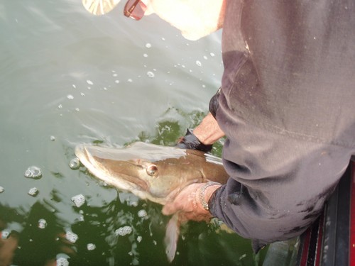 Muskie Fishing Photo